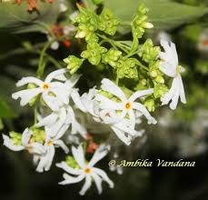 Tree Of The Month Har Singar The Night Flowering Jasmine Fragrant Flowers Flowers Tree