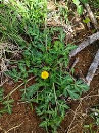 Image result for Chrysanthellum