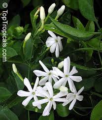 Image result for Jasminum fluminense