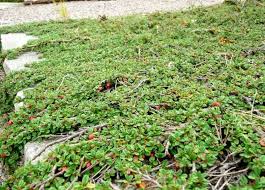 Immergrune Bodendecker Fur Pflegeleichte Gartengestaltung Bodendecker Pflegeleichte Gartengestaltung Gartengestaltung