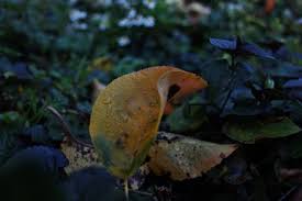 Photography By Shae-Lynn Bolden