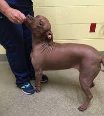We offer luxury, one in a million puppies of the highest quality and standards puppies. Jessica Rose On Twitter This Pit Bull Has Alopecia And Her Name Is Raisin She S So Precious