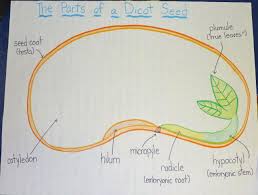 Parts Of A Seed Anchor Chart Seed Diagram Science Anchor