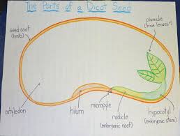 parts of a seed anchor chart seed diagram science anchor