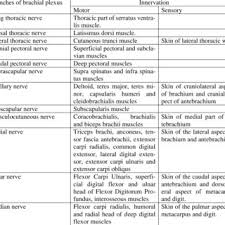 Position Branches Of Brachial Plexus And Site Of Ultrasound