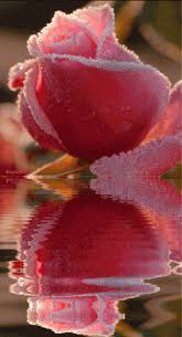 While rose flower blossom gifs animations. See Keith S S Animated Gif On Photobucket Click To Play Flowers Gif Amazing Flowers Beautiful Flowers