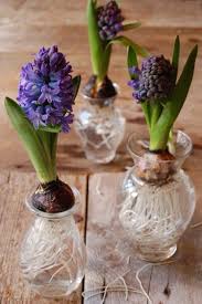 Hail To The Hyacinth Ways To Display Bulbous Plants Planting Bulbs Bulb Flowers