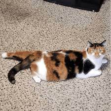 Does Your Cat Sploot Here S Why Your Feline Likes Sitting Like A Frog Cole Marmalade