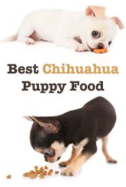 best food for chihuahua puppy tips