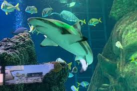 Sea Life Manchester Announces New Shark Snorkelling Experience And You Could Be The First To Try It