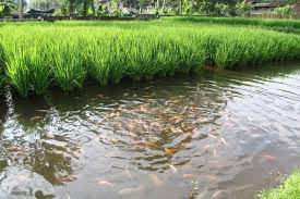 Sebagai negara agraris dengan lahan sawah yang luas, semestinya produksi padi di indonesia melimpah. Budidaya Ikan Dan Padi Sekaligus Di Satu Lahan Kenapa Tidak Mongabay Co Id