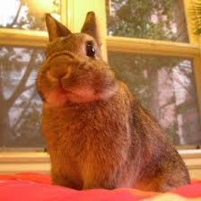 Cold Weather Care For Outdoor Rabbits Dwarf Rabbit Pet Rabbit Netherland Dwarf