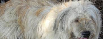 Dog ( domestic dog) the sapsali (삽살이) is a shaggy south korean breed of dog. Sapsali Breed Guide Learn About The Sapsali