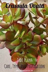 Jade Plant Crassula Ovata Care Propagation Types And More Jade Plants Jade Plant Care Crassula Ovata