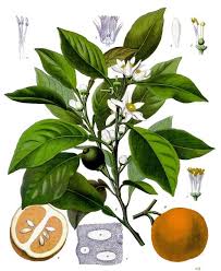 The tour takes about 50 minutes and is always guided, with maximum of 9 people per tour. Neroli Wikipedia