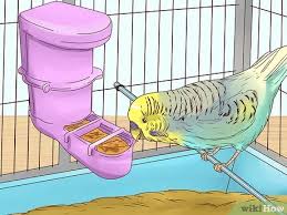 Rats don't live that long… and it can break your heart. How To Take Care Of A Budgie With Pictures Wikihow