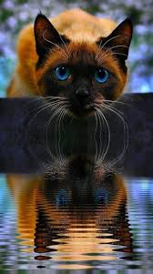 Pin By Sfk K On All Positive Pretty Cats Beautiful Cats Cute Cats