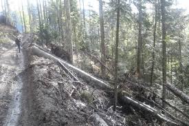 Ocoalele silvice private infiintate de proprietarii padurilor vor putea functiona sub forma de societati comerciale, asociatii, fundatii sau regii autonome. Se Impune Un Dna Al PÄƒdurilor Imagini Martor Din PÄƒdurile Virgine Unde Se Fac TÄƒieri De Conservare Pentru Eliminarea Elementelor ImbÄƒtranite Degradate