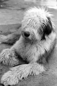 Black And White Old English Sheepdog Puppy Called Arthur Naturally Old English Sheepdog English Sheepdog Sheepdog
