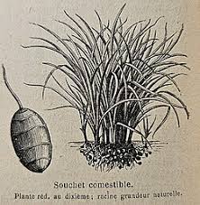 Image result for Pycreus macrostachyus