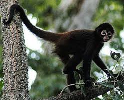Spider Monkeys Jungle Acrobats High Swingers Spider Monkey Monkey Pictures Pet Monkey