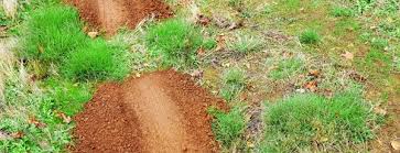 Try trapping, poison baits, underground fencing, flooding their burrows, fumigation, barn owls, and even some household remedies to get rid of these pests. How To Help Get Rid Of Pocket Gophers Terminix