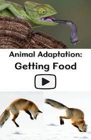 Animal Adaptation Getting Food Animal Adaptations Adaptations Science Animal Unit