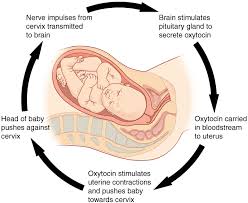 1 5 Homeostasis Anatomy And Physiology