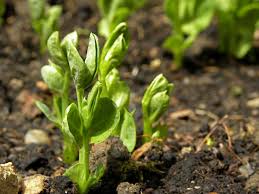 The 'sugar ann,' or 'sweet. How To Grow Peas In A Container Garden