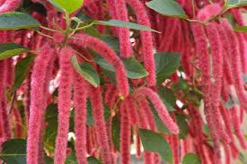 Enjoying life after fifty in virginia. Sida Loogu Kobciyo Iyo Daryeelka Dhirta Chenille