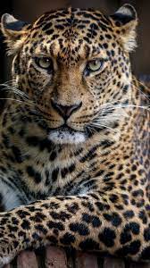 Best Images Cats And Kittens Tips Style You Have Come To The Proper Place If You Should Be Trying To Find Fun Engaging In 2021 Animals Cute Animals Animals Beautiful