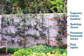 Parts Of An Espalier Planting Flowers Espalier Fruit Trees Master Gardener