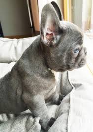French Bulldog Black And Blue Eyes Jacques Blue French Bulldog Blue Eyes 8 Weeks Frenchies Bulldog Puppies Cute Dogs French Bulldog Puppies
