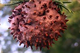 Check spelling or type a new query. Disease Conditions Favorable For Fruit Trees In Pennsylvania Fruit Growers News