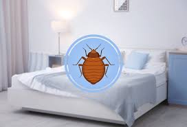 Taking the stress out of having bed bugs. Taking The Stress Out Of Having Bed Bugs Doug The Bug Termite Pest Control And Do It Yourself Pest Control Store Clearwater Fl Exterminator