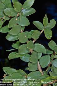 Image result for Securidaca longepedunculata