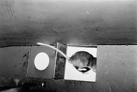 Dr. Norman Maier & Experiment With Neurotic Rats