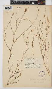 Image result for Zornia setosa