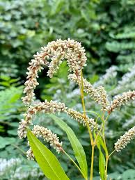 Image result for Persicaria lapathifolia