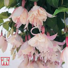 Click any photo for a larger. Fuchsia Happy Wedding Day Thompson Morgan