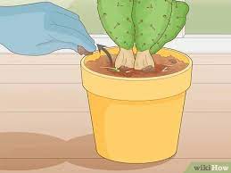 They typically sport small, red or pink flowers that grow on the top of the slime, which are roughly the same color as its plorts. 3 Simple Ways To Get Rid Of Cactus Bugs Wikihow