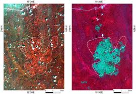 Image result for Sarcophrynium brachystachyum