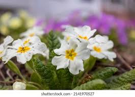 Image result for Primulaceae
