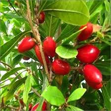 Image result for Synsepalum