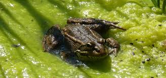 Mit diesen mitteln werden sie sie wieder los. Algen Im Teich Mit Naturlichen Mitteln Bekampfen Utopia De