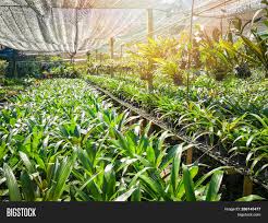 Our garden center and nursery is located at 6280 s. Orchid Nursery Farm Image Photo Free Trial Bigstock