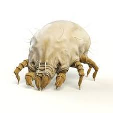 Boric acid is an odorless product. Dust Mites In Mattresses Can Cause Health Problems Myessentia Com