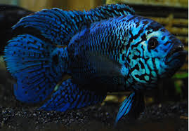 Jack Dempsey Rocio Octofasciata Branson S Wild World Cichlids Fresh Water Fish Tank Oscar Fish