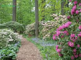 A Favorite Pathway Along The Azalea Woodland Garden At Winterthur Unusual Plants Woodland Garden Planting Flowers