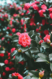 Gambar bunga mawar merah gambar bunga mawar putih mawar bunga mawar wallpaper mekar bunga bunga. Wallpaper Flowers Spring Pink Bush Blur 4000x6000 Wallpaperup 1303369 Hd Wallpapers Wallhere